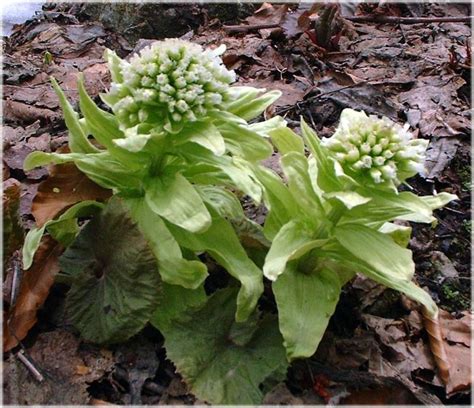 東北 植物|東北森林管理局/植物図鑑・開花季節別索引（春）